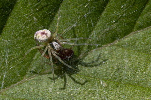 Bleeding Heart Spider, Province of L'Aquila, Italy, photo 10 of 10