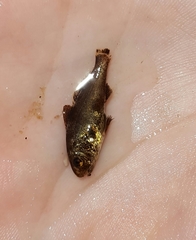 Umbrina coroides