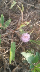 Mimosa pudica