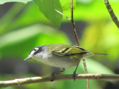 Vireo atricapilla