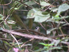 Vireo atricapilla