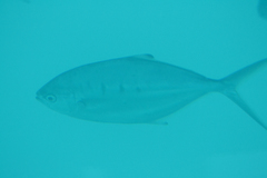 Trachinotus ovatus