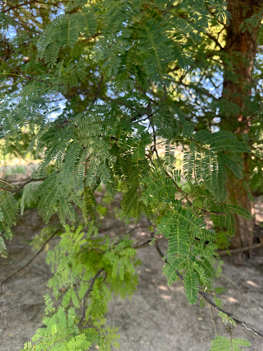 monkey thorn