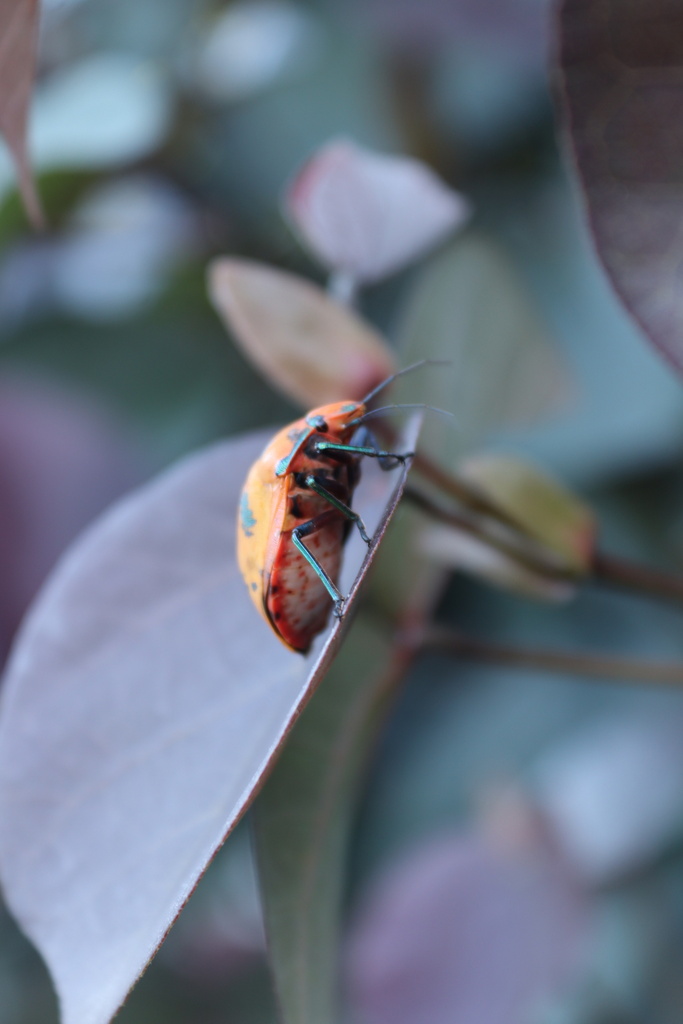 Hibiscus Harlequin Bug from Mearns St, Fairfield, QLD, AU on June 1 ...