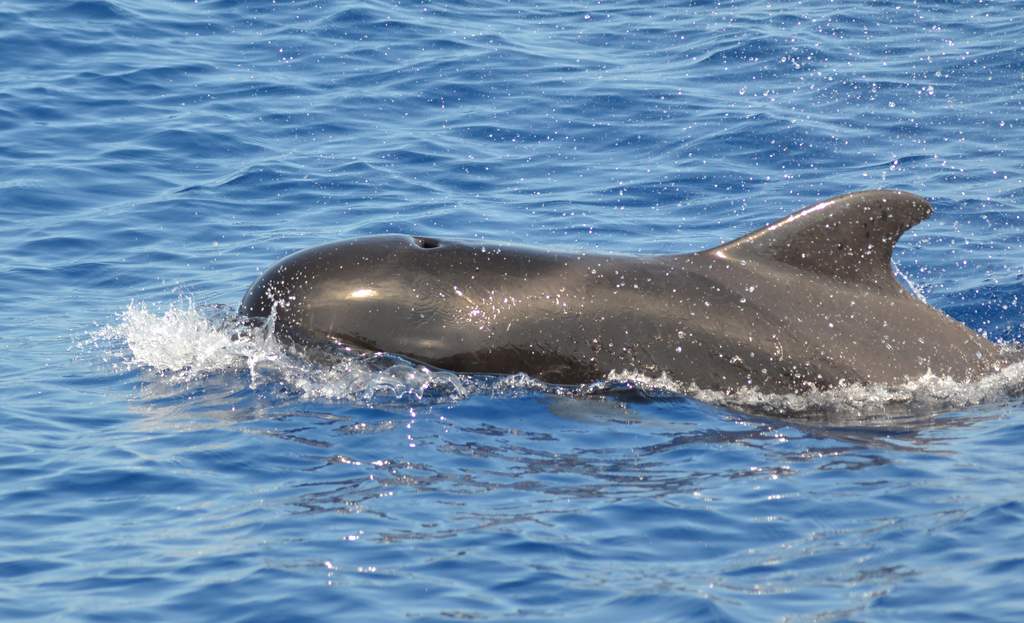 Short-Finned Pilot Whale