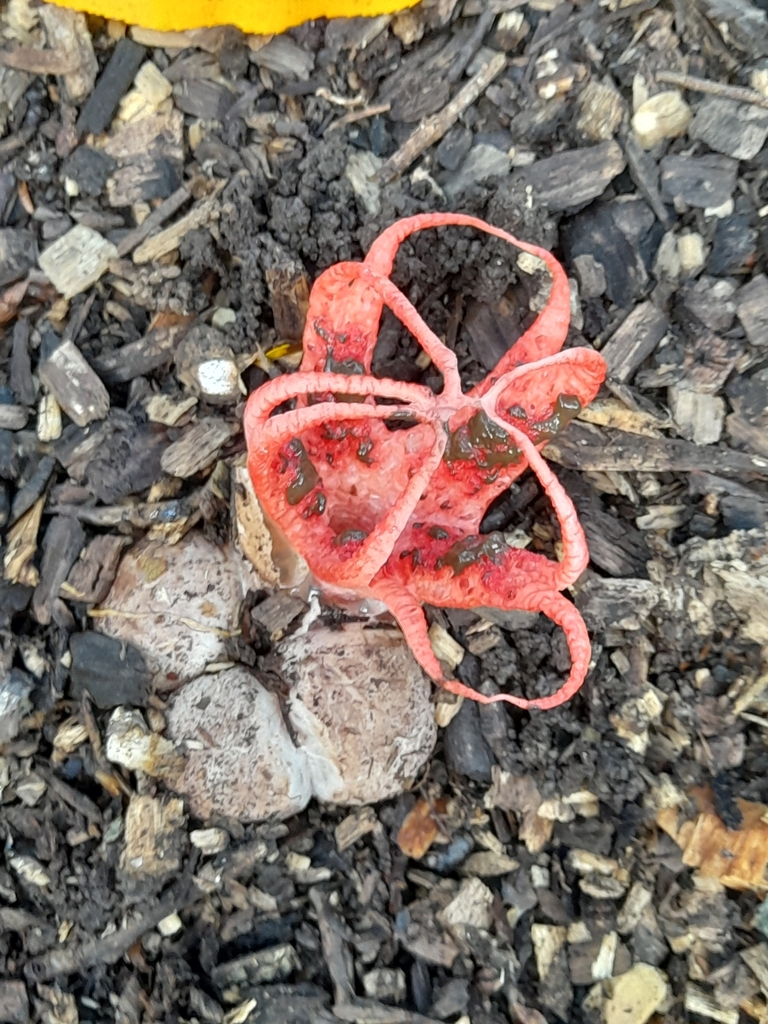Clathrus archeri · June 2025 · photo: © mphnz (iNaturalist, cc0)