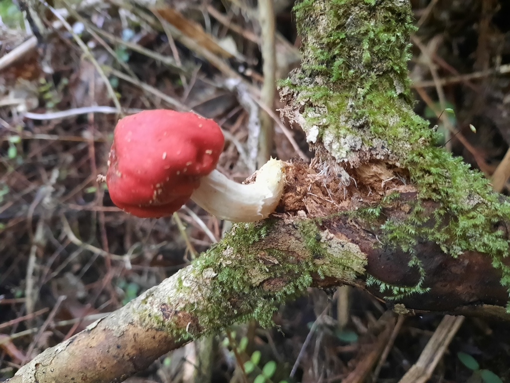 Leratiomyces erythrocephalus · June 2025 · photo: © kirstenbarkla (iNaturalist, cc0)