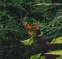 Danaus plexippus