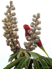 Charmosyna papou goliathina