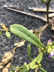 Cakile edentula edentula