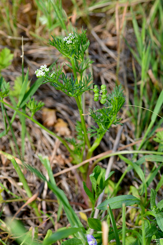 Bifora testiculata iNat (2)