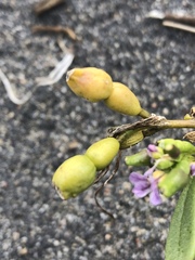 Cakile edentula edentula