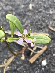 Cakile edentula edentula