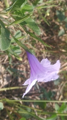 Ruellia nudiflora