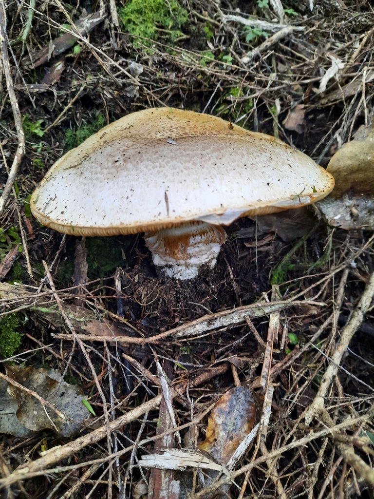 Austrocortinarius australiensis · June 2025 · photo: © kirstenbarkla (iNaturalist, cc0)