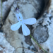 Lobelia dichroma 3