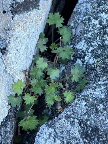Cineraria lobata, photograph 3