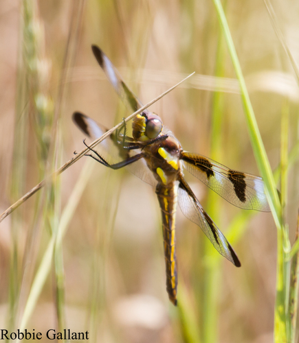 Twelve-spotted Skimmer, photo 8 of 9