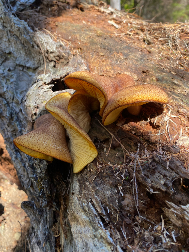 Tricholomopsis ornaticeps · June 2025 · photo: © hannah_whittall (iNaturalist, cc-by)