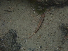 Serranus psittacinus