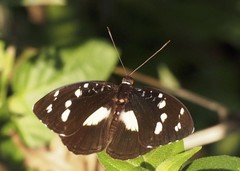 Aterica galene extensa
