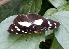 Aterica galene extensa