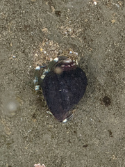 Pagurus hirsutiusculus