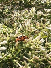 Tachypompilus unicolor