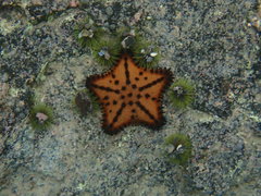 Lytechinus semituberculatus