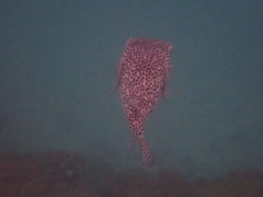 Chilomycterus reticulatus