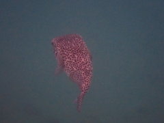 Chilomycterus reticulatus