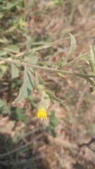 Blumea tenella