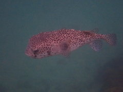 Chilomycterus reticulatus