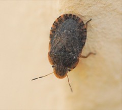 Sciocoris macrocephalus