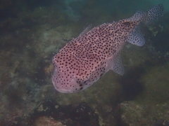 Chilomycterus reticulatus