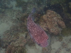 Chilomycterus reticulatus