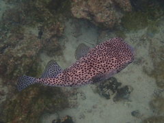 Chilomycterus reticulatus