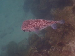 Chilomycterus reticulatus