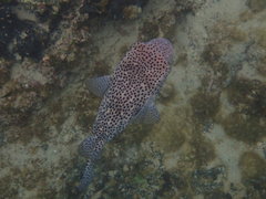 Chilomycterus reticulatus