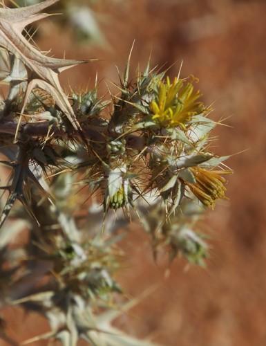 Berkheya annectens image