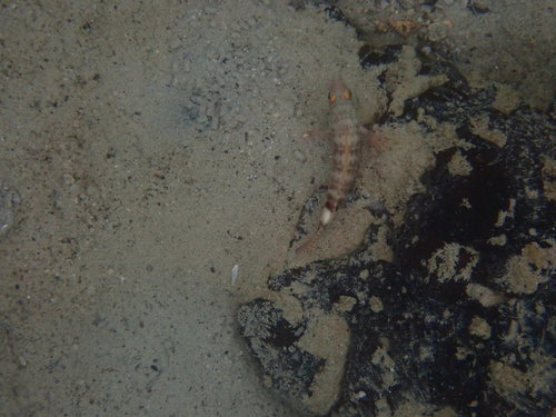 Barred Serrano