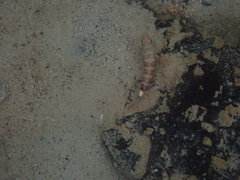 Serranus psittacinus