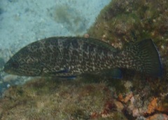 Epinephelus analogus