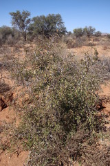 Ziziphus mucronata subsp. mucronata image