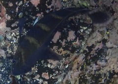 Abudefduf concolor