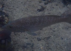 Epinephelus analogus