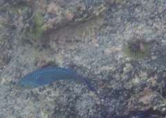 Halichoeres dispilus