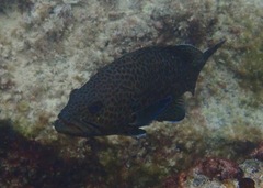 Epinephelus analogus