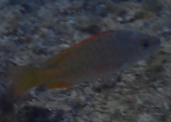 Lutjanus argentiventris