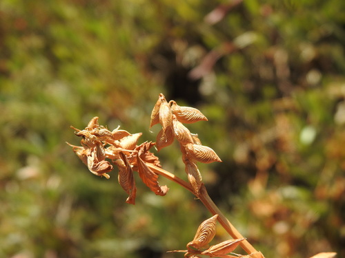 Sicilian melilot (Melilotus messanensis)